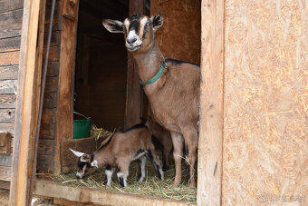 Prodám kozičky - 5