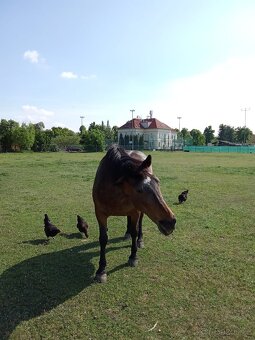 Prodám kobylu - 5