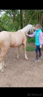 Pony kobylka - 5