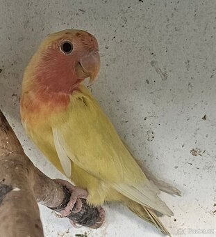 Agapornis růžohrdlý,Holoubek diamantový - 5