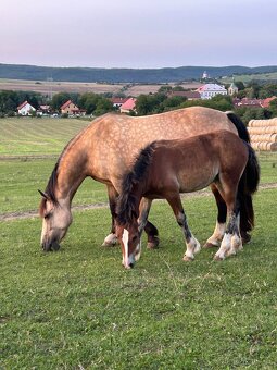 Welsh Cob D - kobylka - 5