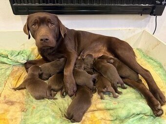 Čokoládový labrador šteniatká - 5