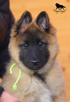 Belgický ovčák Tervueren s PP - štěňátka k odběru - kluci - 5