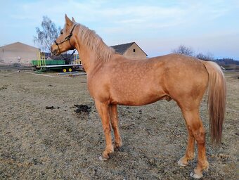 Hřebec / valach welsh part bred - 5