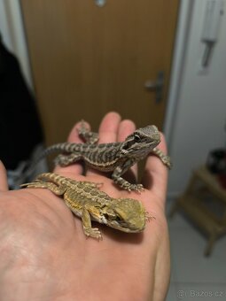 Agama vousatá České Budějovice - 5