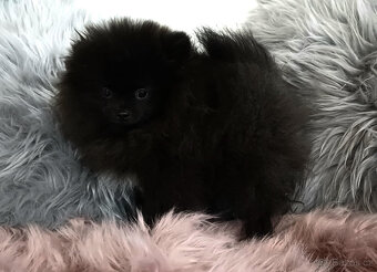 Pomeranian fenka s PP - 5