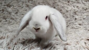 Zakrslý beránek, králíček, králík - MOLLY - 5