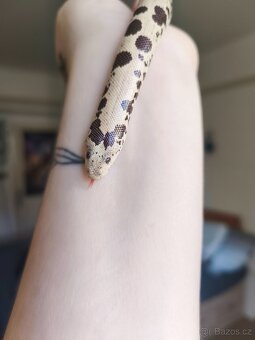 Eryx Colubrinus - Hroznýšek pestrý 0.1 - 5