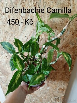 Pokojové rostliny - 5