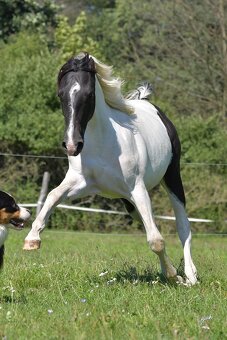 Krásná Paint horse klisna - 5