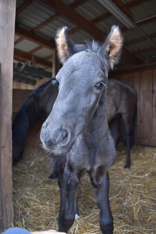 LUXUSNÍ Lusitano hřebeček - 5