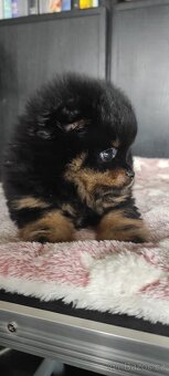Pomeranian - 5