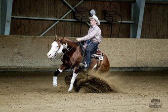 Quarter horse hrebecek, double register - 5