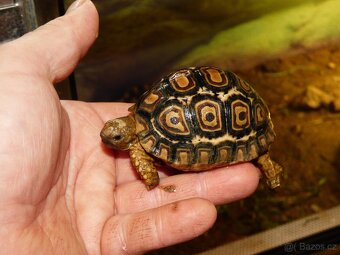 Želva pardálí (Stigmochelys pardalis) - 5
