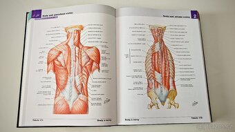 Netterův anatomický atlas člověka, Frank H. Netter - 5