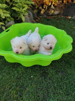 Samojed štěňata - 5
