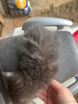 DARUJI koťátka - 5