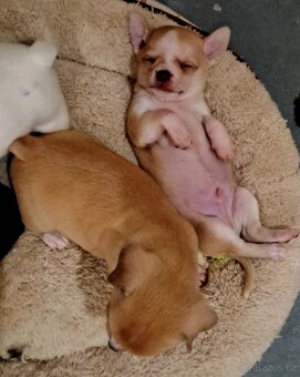 Prodám krásná štěňátka čivavy bez PP – 7 týdnů - 5