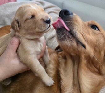 Zlatý retrívr štěňata bez PP - 5