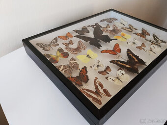 Prosklená vitrína s motýly - 5