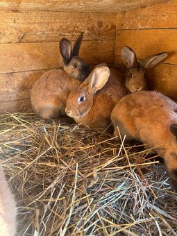 Prodej mladých i chovných králiků - 5