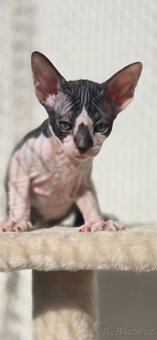 DON Sphynx - 5