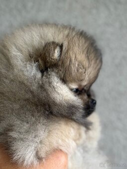 Pomeranian - 5