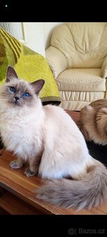 Ragdoll koťátka s tmavě modrýma očima - 5