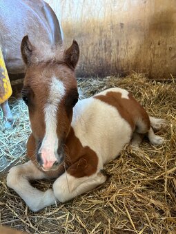 Shetland pony - 5