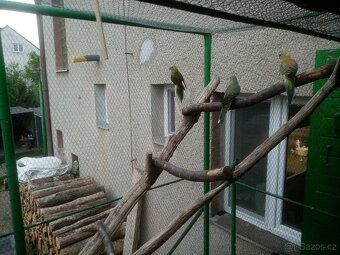 Papoušek zpěvavý, letošní mladé - 5