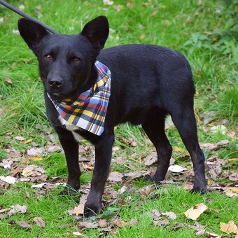 🐾 Hoopy – plachý psí hrdina s velkým srdcem 🐾 - 5