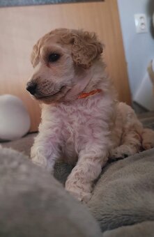 Pudl velký bílý - 5