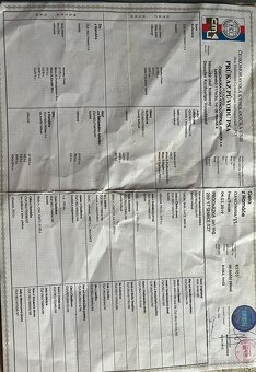 Fena NKO (Německý krátkosrstý ohař) - 5