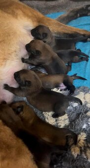 Belgický ovčák malinois s PP - 5