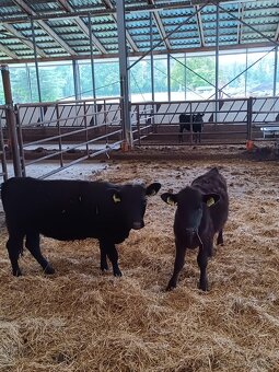 Aberdeen Angus jalovičky - 5
