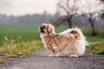 Tibetský španěl - 5