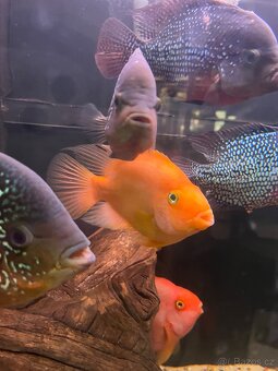 Cichlida papouščí 20-25cm - 5