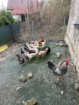 Slepičí NÁSADOVÁ vejce - 5