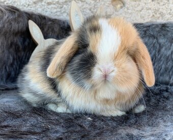 ❤️❤️Nádherná miminka Minilop Kralicek Beránek - 5