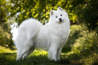 Samojed s PP - 5