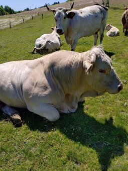 Plemenný býk charolais - 5