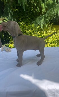 Výmarský ohař - štěňátka s PP - 5