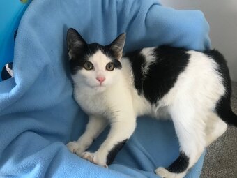 Daruji koťata do dobrých rukou. - 5