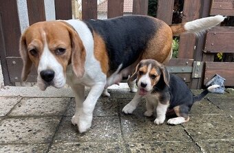 Štěně beagle tricolor, bígl pejsek - 5