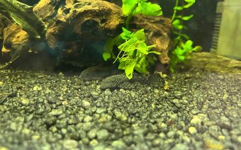 Akvárium INVITAL 60L. S rybičkama a filtrem Oase Bioplus 100 - 5