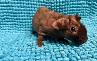 Skinny morče, mazlíček - 5