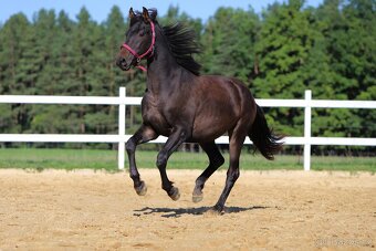 ______Valášek Barock pinto - Frís___ - 5