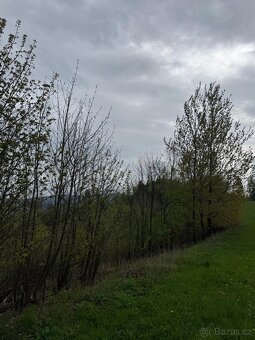 Prodám lesní pozemky v k.ú. Bukovina u Čisté. - 5
