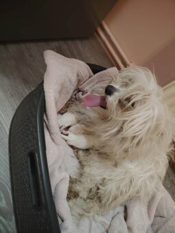 Maltezský psík štěnátka - 5