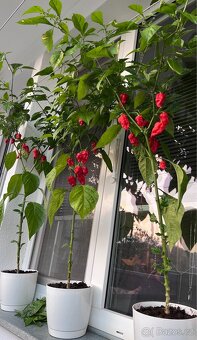 TRINIDAD MORUGA SCORPION Chilli nakládané papričky a salza - 5